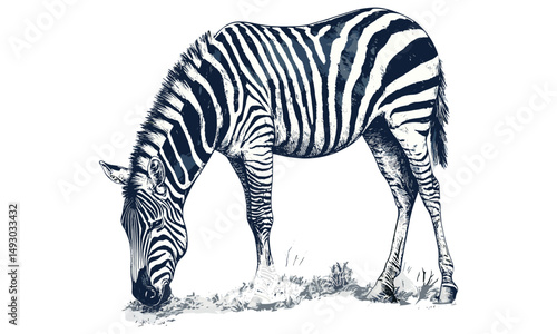 African mammal line art, hand-drawn zebra grazing engraving, monochrome animal etching, safari wildlife print, rustic fauna illustration, black sketch, vintage engraving style, trendy wildlife art