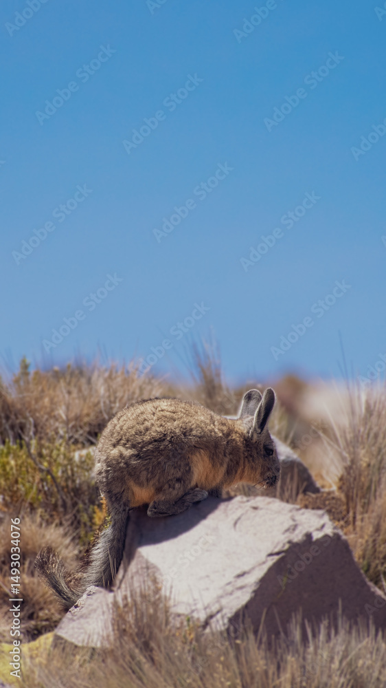 Fototapeta premium wold animal in the desert