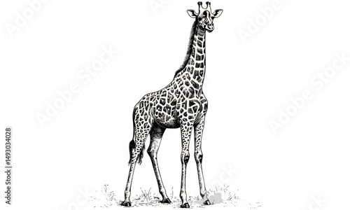 Vintage Safari Giraffe, Hand-drawn Wildlife Engraving, Rustic African Animal Art, Old Sketch Illustration, Black and White Jungle Decor, ethnic safari wall print
