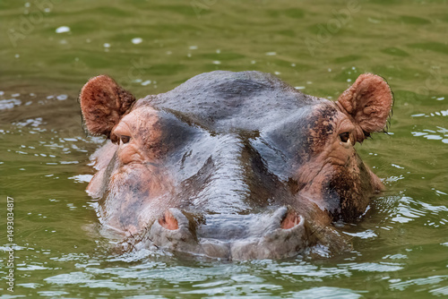 hippopotamus in water