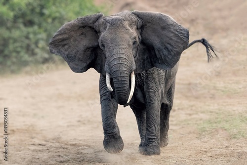 african elephant charging