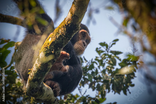 chimpanzee in a tree