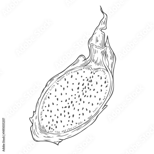 Vector illustration of pitahaya fruit. Dragon fruit, exotic fruit, tropical fruit. Hand drawn vector graphics, linear black and white drawing, isolated element.