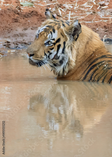 tiger in water