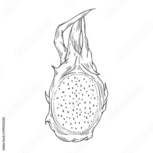 Vector illustration of pitahaya fruit. Dragon fruit, exotic fruit, tropical fruit. Hand drawn vector graphics, linear black and white drawing, isolated element.