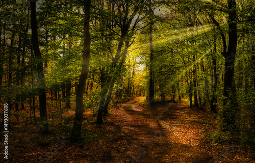 Broad leaf trees forest at spring daylight