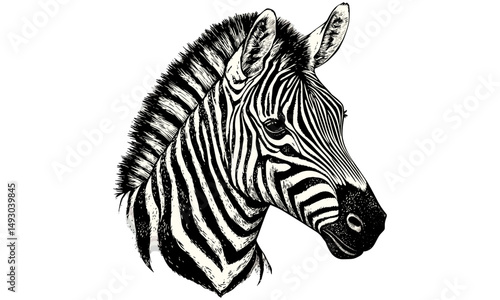 Hand-drawn Zebra Pattern, Old Engraving Style, Vintage Animal Print, Rustic Wildlife Design, Detailed Black Sketch Effect, Safari Decor, Engraved Animal Drawing, Trendy Wall Art photo