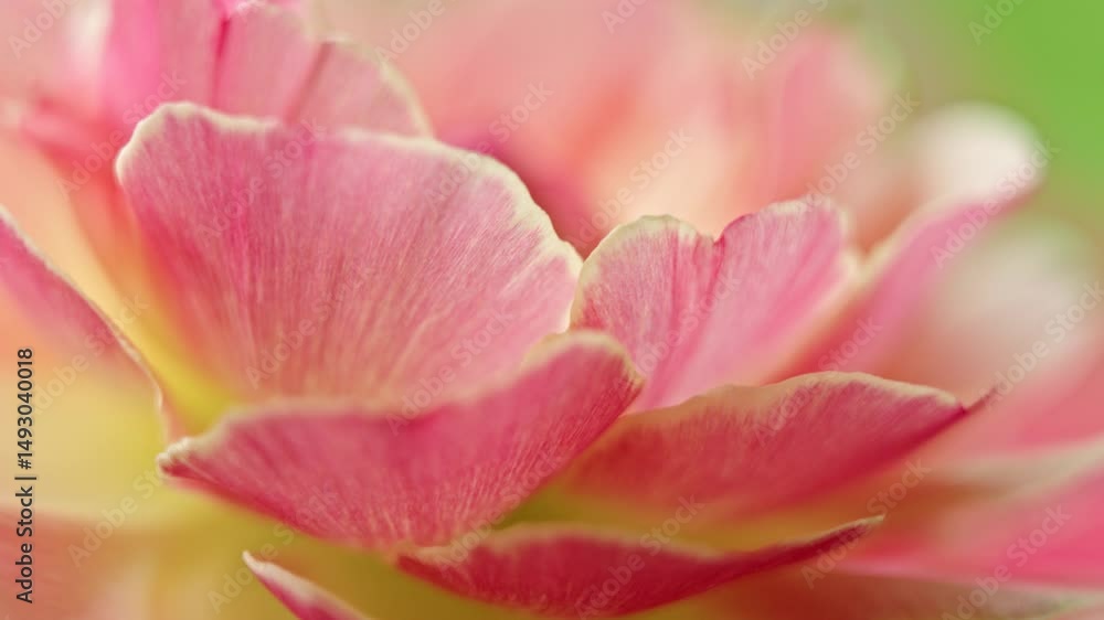 Ranunculus flower macro. Close up of ranunculus asiaticus flower petals. Ranunculus flower macro. Close up of ranunculus asiaticus flower petals.