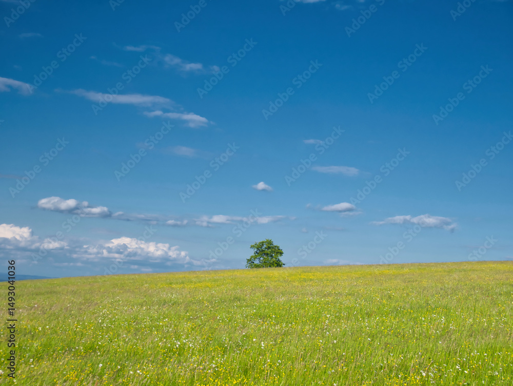 Fototapeta premium Green meadow at spring daylight
