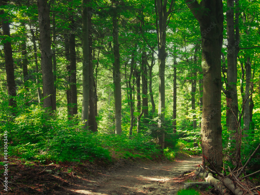 Fototapeta premium Mountain forest in the Beskydy mountains on a summer day