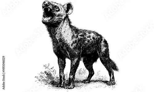 Hyena standing open mouth, hand-drawn illustration, old engraving style, black sketch effect, vintage animal drawing, safari wildlife print, antique wall art, nature art, wild animal