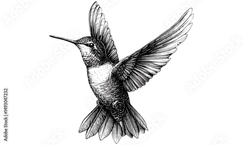Hummingbird line art vintage style, detailed bird illustration, monochrome wildlife etching, old engraving technique, nature fauna sketch, classic engraving, intricate bird design, elegant fauna