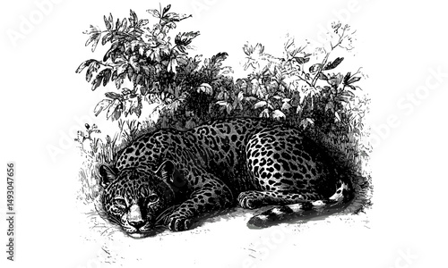 Vintage Animal Sketch, Jaguar Lying Down, Hand-drawn Engraving Illustration, Rustic Safari Wall Decor, Monochrome Jungle Wild Cat Art, Scientific Wildlife Etching, black sketch