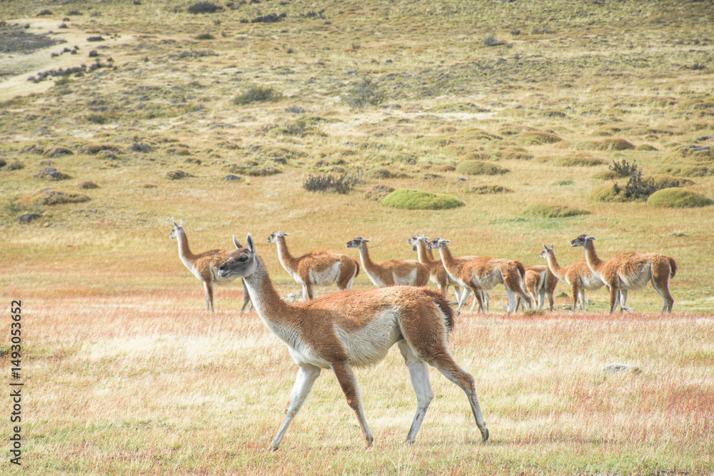 Fototapeta premium Guanacos observing in Torres del Paine, Patagonia. Wildlife in their natural habitat. Serene nature & travel.