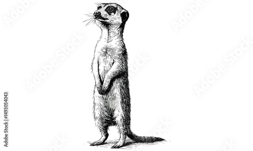 Vintage Meerkat Illustration, Old Engraving Style Wildlife Art, Standing Upright Animal Sketch, Rustic Black Sketch Effect, Safari Wall Decor, trendy animal art, classic wildlife drawing