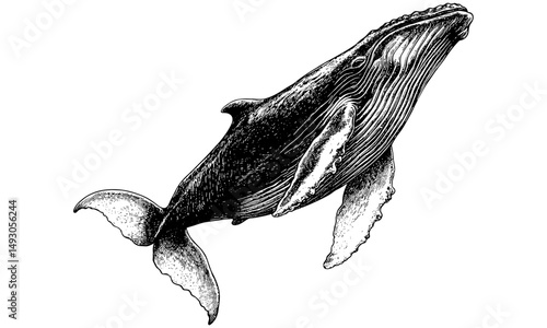 Monochrome Vintage Whale Breaching, Hand-drawn Ocean Mammal Sketch, Nautical Nature Print, Old Engraving Style, Sea Creature Line Art, Wildlife Etching, Trendy Marine Illustration