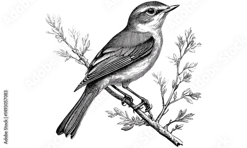 Nightingale perched, vintage bird line art, hand-drawn ornithological engraving, monochrome nature drawing, rustic animal print, scientific bird illustration, old engraving style, trendy wall decor