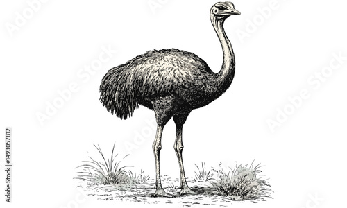 Hand-drawn Vintage Bird Illustration, Ostrich Standing Tall, Monochrome Etching, Rustic Wildlife Print, Exotic Safari Animal Art, Ornithological Wildlife Drawing, vintage wall art,