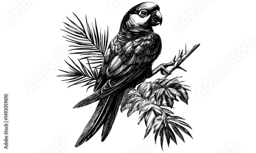 Vintage Exotic Parrot, Hand-drawn Bird on Branch, Jungle Wildlife Sketch, Old Engraving Style, Feathered Animal Art, Black Ink Drawing, tropical bird print, antique illustration