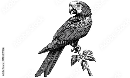 Parrot Preening Feathers on Branch, Hand-drawn Exotic Bird, Vintage Tropical Print, Jungle Animal Decor, Black Sketch, Old Engraving Style, Wildlife Illustration, antique parrot art
