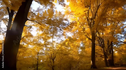 golden sunrise casting warm hues over the autumn forest