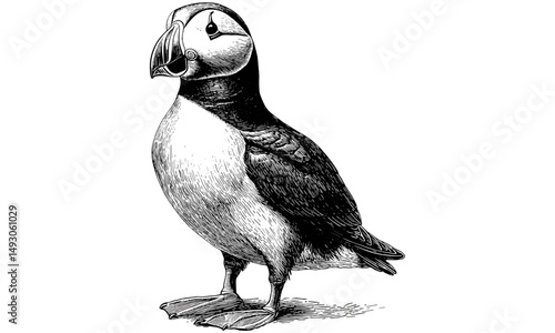 Puffin Standing Upright, Vintage Seabird Drawing, Hand-drawn Illustration in Old Engraving Style, Antique Wildlife Print, Rustic Nature Wall Decor, Black Sketch Effect, trendy art print