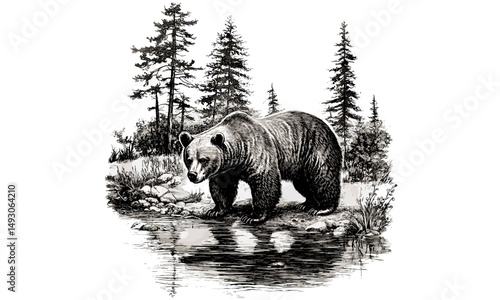 Detailed nature illustration, vintage wildlife etching, retro engraving of bear in river, rustic fauna drawing, antique animal print black sketch, monochrome mammal line art