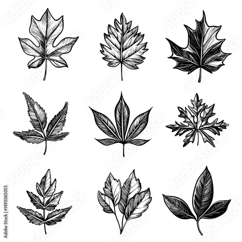 A set of leaf icons is presented, with the black icons standing out against a clean white background, as part of a contemporary illustration