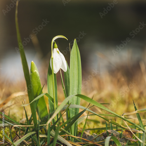 Schneeglöckchen