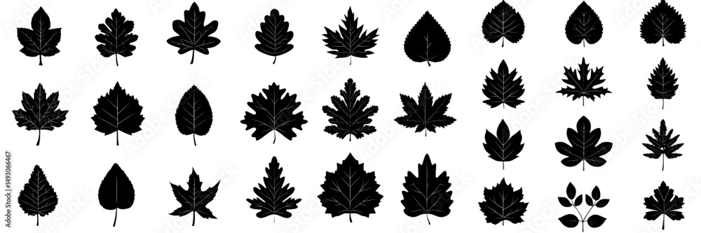 Fototapeta premium The design element features a black set of leaf silhouettes for decoration