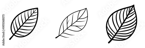 A typical plant leaf, often utilized as a decorative botanical element in various designs, including articles, magazines, recipes, and menus, presented in a simple, modern black and white hand-drawn