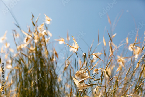 Plantes et herbes sauvages sèches au soleil avec des reflets dorés au premier plan et ciel bleu lumineux en arrière plan dans une ambiance douce