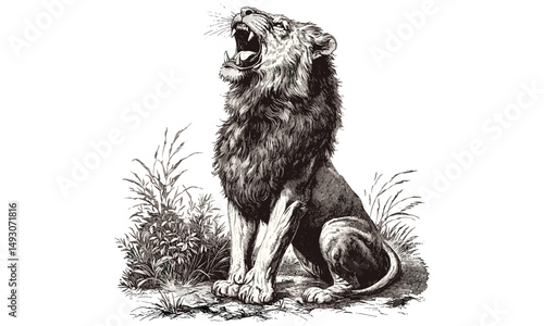 Roaring lion vintage engraving, monochrome wild cat line art, rustic fauna drawing, antique animal print, detailed nature illustration, trendy wildlife etching, classic animal sketch, savanna art