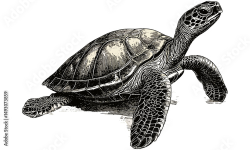 Vintage Whale Etching, Monochrome Marine Mammal, Rustic Ocean Wildlife Drawing, Retro Nautical Sketch, Old Engraving Style, Black Line Art, Sea Animal Wall Art