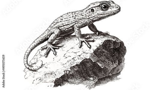 Vintage reptile line art, rustic gecko engraving on rock, monochrome animal sketch, detailed wildlife etching, old engraving style, trendy nature illustration, home decor art, classic linework