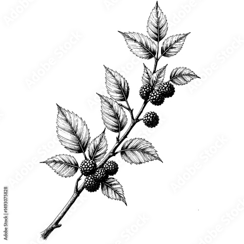 Black ink sketch of cloudberry branch with leaves and berries  