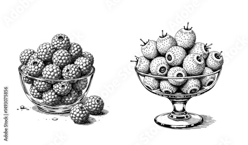 Black ink sketch of cloudberries in two glass bowls  
