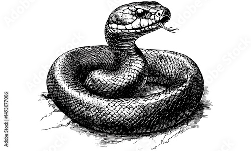 Vintage hand-etched reptile illustration, snake slithering, monochrome animal line drawing, rustic nature print, scientific wildlife art, old engraving style, trendy wildlife decor, exotic snake art