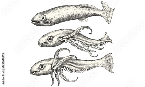 Vintage ocean animal line drawing, hand-drawn squid swimming, rustic sea life sketch, monochrome marine creature art, old engraving style print, trendy nautical design