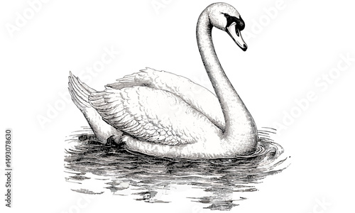 Vintage Ornithological Art, Swan Floating Gracefully, Elegant Line Drawing, Hand-etched Lake Bird, Old Engraving Style, Black Sketch Print, Natural History Wall Art, trendy animal decor