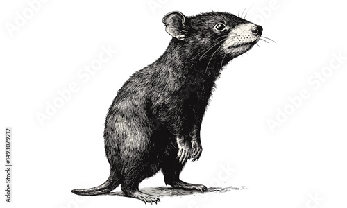 Vintage Tasmanian Devil Illustration, Hand-drawn Side View, Black Sketch Effect, Old Engraving Style, Rustic Wildlife Decor, Marsupial Drawing, Natural History Art Print