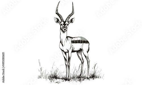 Monochrome vintage antelope etching, hand-drawn mammal sketch, old engraving wildlife art, grassland scene, safari decor, trendy natural history illustration, wilderness wall art