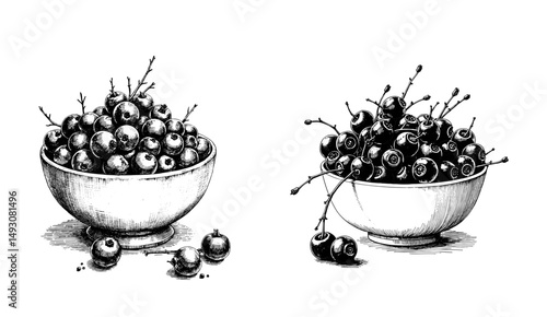 Black ink sketch of lingonberries in wooden bowls on a white background  