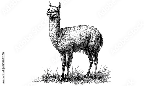 Monochrome llama sketch in vintage engraving style, hand-drawn mammal art, rustic decor, retro animal print, old etching illustration, trendy wildlife artwork, countryside scene