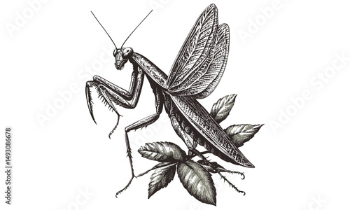 Retro garden mantis sketch, hand-drawn insect in vintage etching style, monochrome wildlife decor, trendy black and white engraving, naturalist art print, antique insect wall art