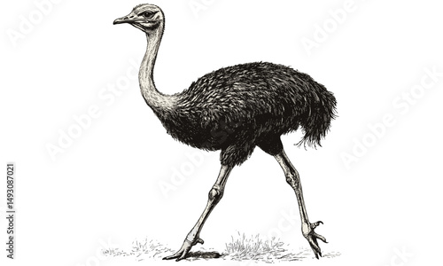 Hand-drawn Ostrich Illustration in Desert, Monochrome Vintage Etching, Wilderness Wildlife Sketch Art, Black Engraving Style for Nature Prints, safari wall art, desert animal decor