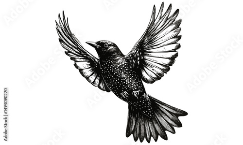 Hand-drawn Starling Bird in Vintage Style, Monochrome Wildlife Etching, Retro Ornithology Artwork, Black Sketch Illustration, Old Engraving Design, Wall Art, Natural History Print