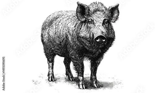 Vintage monochrome wild boar illustration, hand-drawn mammal sketch in old engraving style, forest animal art, nature decor, wilderness wildlife print, rustic woodland wall art