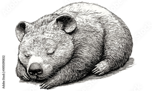 Vintage Monochrome Wombat Sketch, Hand-drawn Marsupial Sleeping, Retro Australian Wildlife Art, Old Engraving Style, Nature Prints, Trendy Animal Illustration Decor
