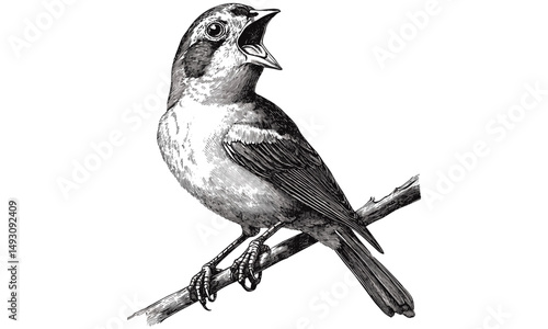 Vintage monochrome bird sketch, hand-drawn canary singing, retro wildlife engraving, ornithology art, old engraving style, nature decor illustration, rustic wall art, black sketch